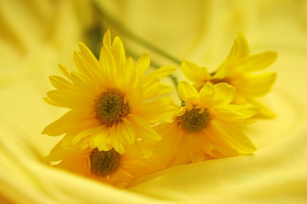 Gelbe Blumen auf gelbem Hintergrund