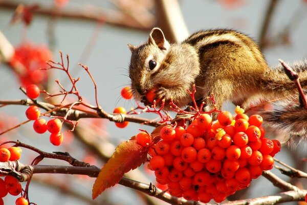 Ardilla comiendo bayas de ceniza de montaña en una rama