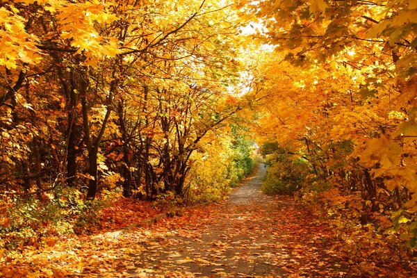 Camino cubierto de hojas en el parque de otoño