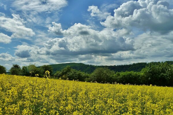 Beautiful landscape. Wildflowers and a sky with clouds