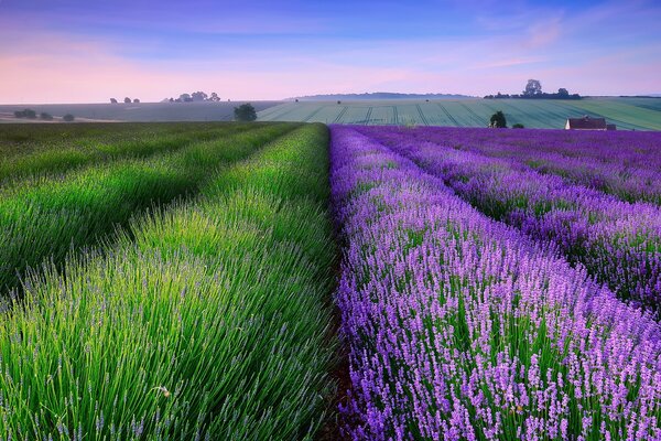 Lavender fields at sunset in England