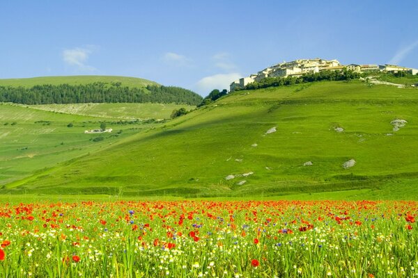 A field with poppies with Tuscany in the background