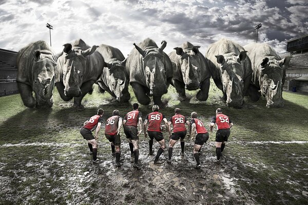 Rugby against huge rhinos