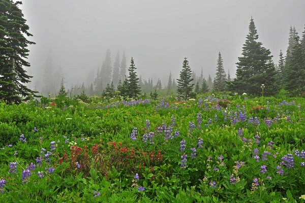 Lupini Viola in un parco verde