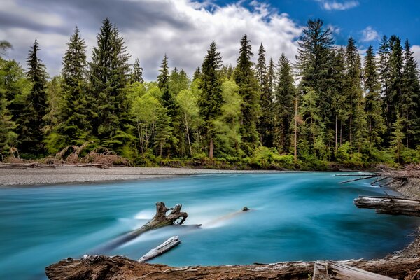 Paysage de forêt sur la rive de la rivière Washington