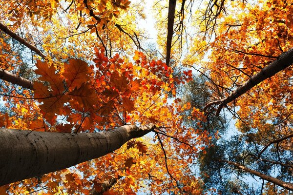 Spojrzenie w górę od wewnątrz na jesienny las