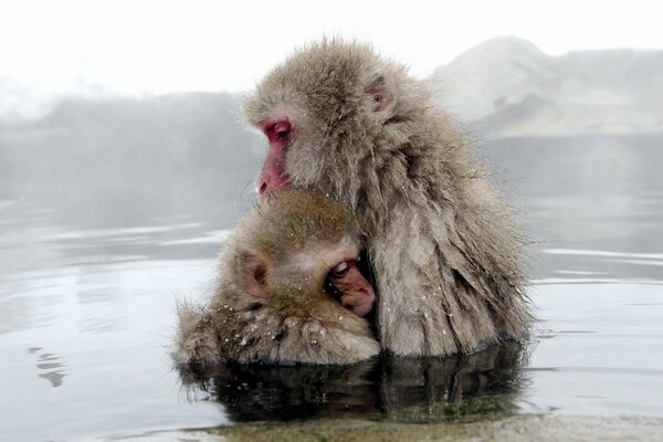 Bébé et maman singe dans l eau