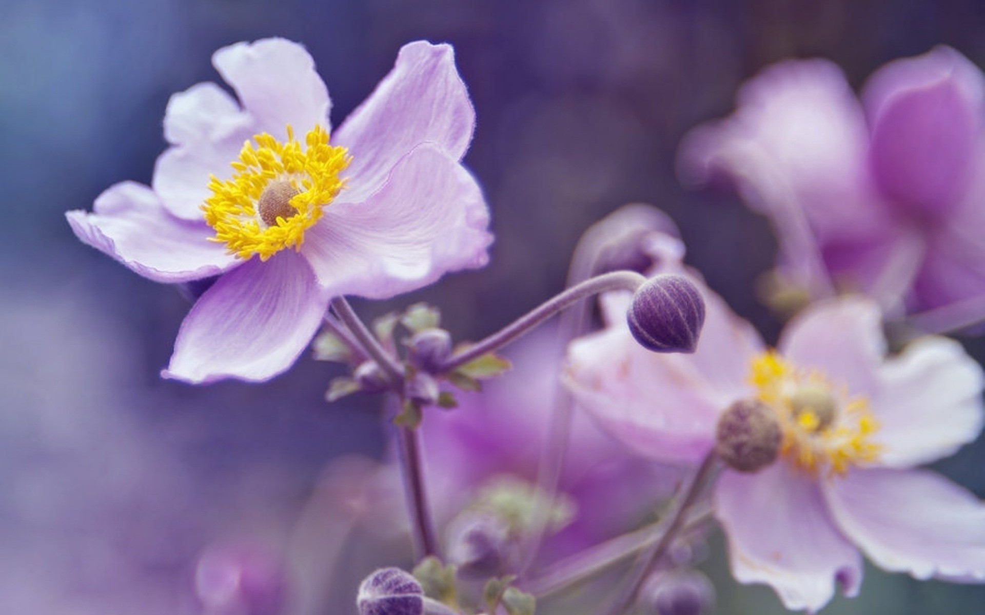 flieder blumen unschärfe