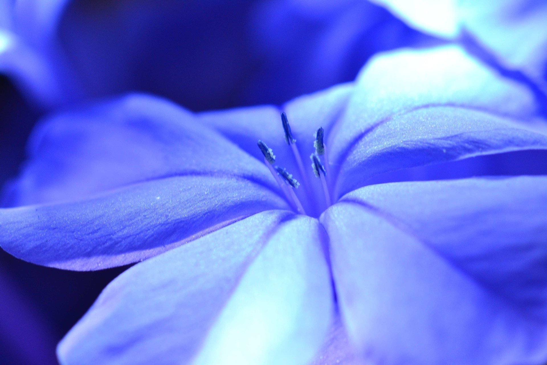 flor azul