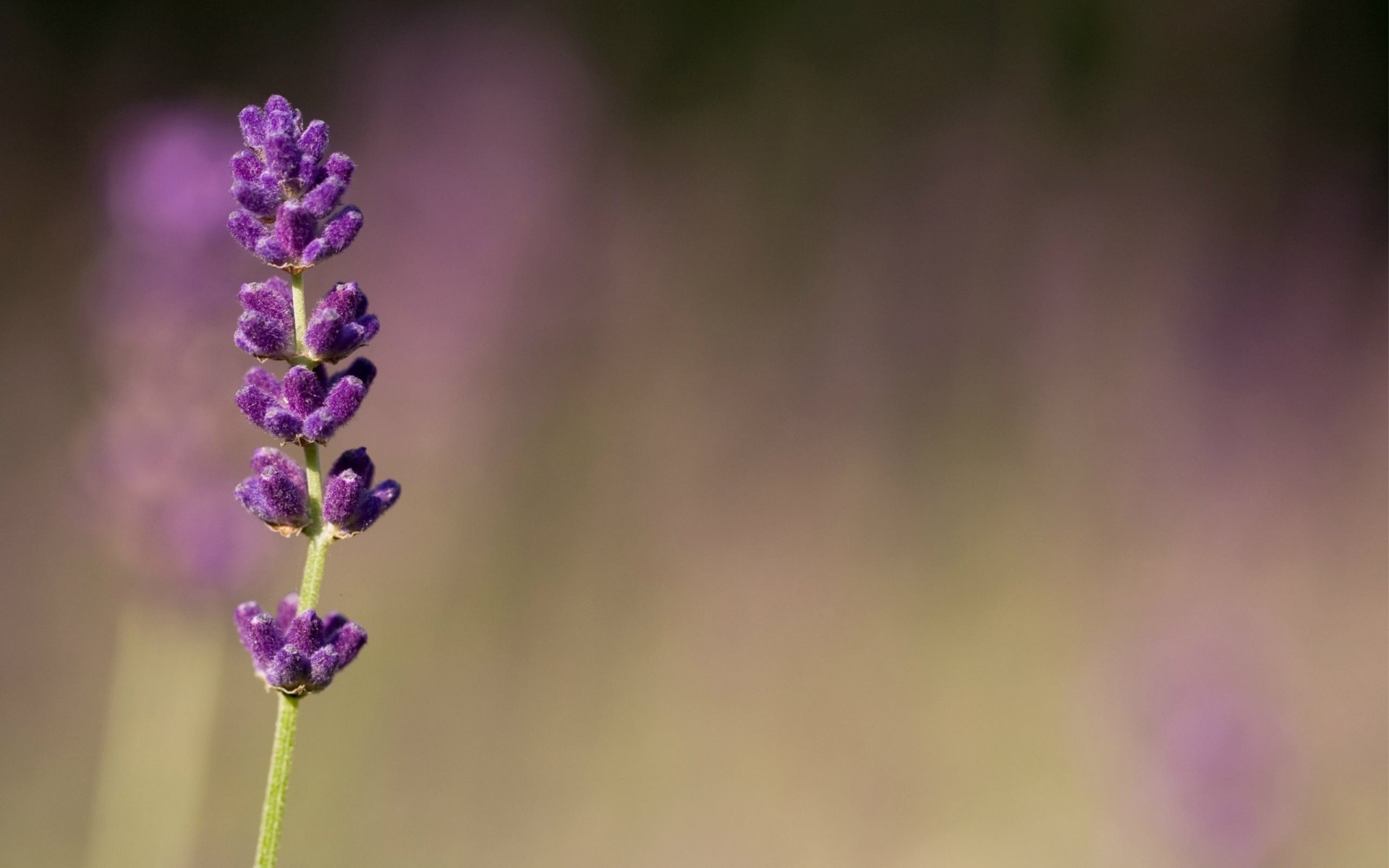 lilas flou violet macro fleurs flou lilas violet