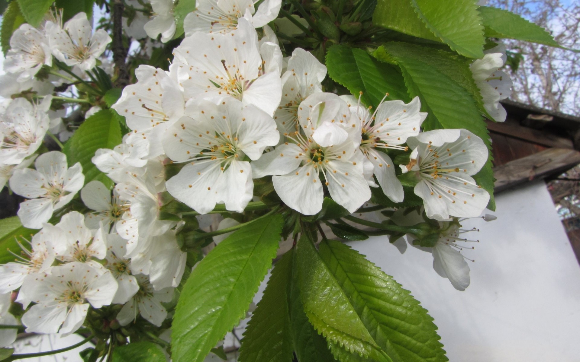 fleurs sakura printemps gros plan