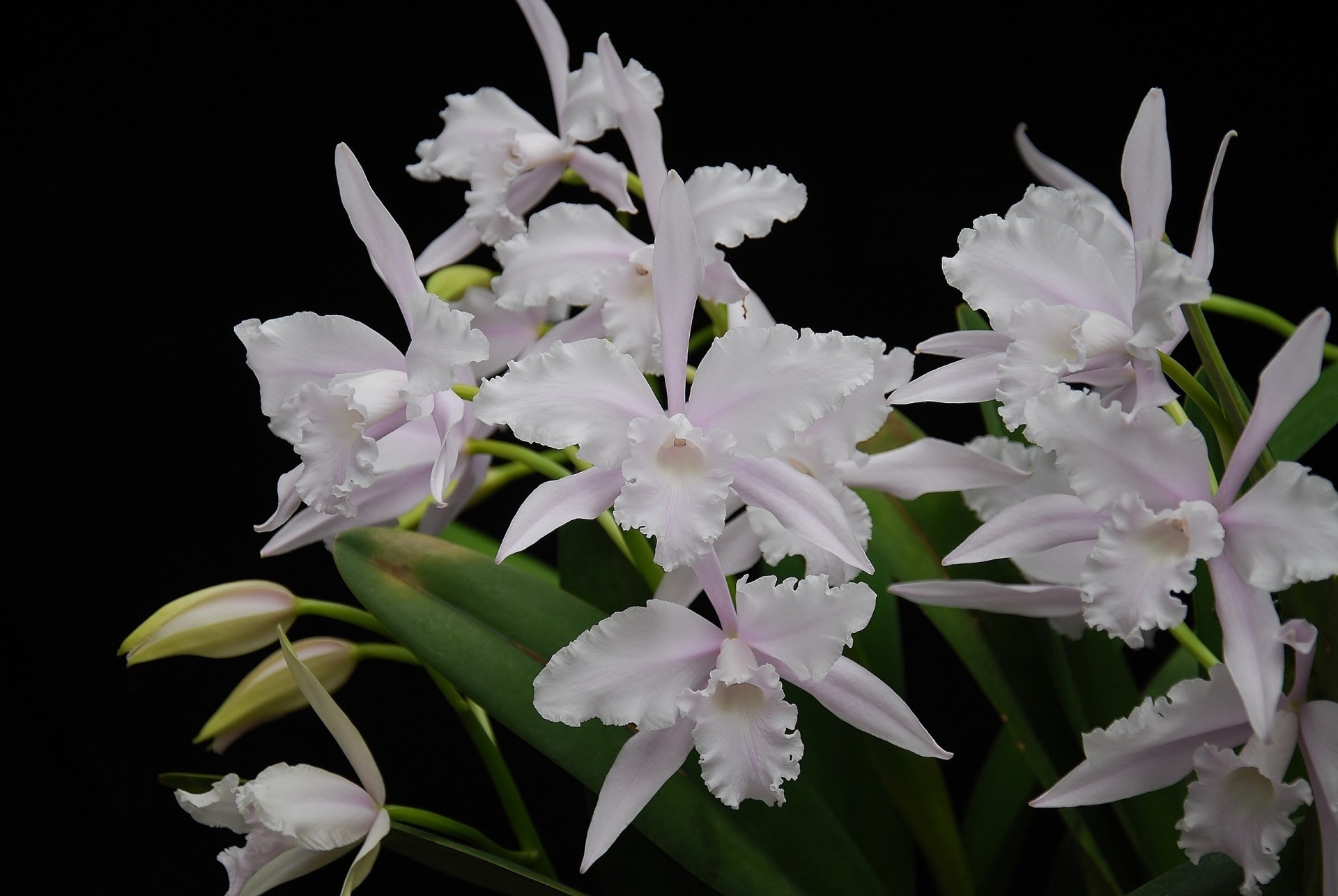 orquídeas blanco