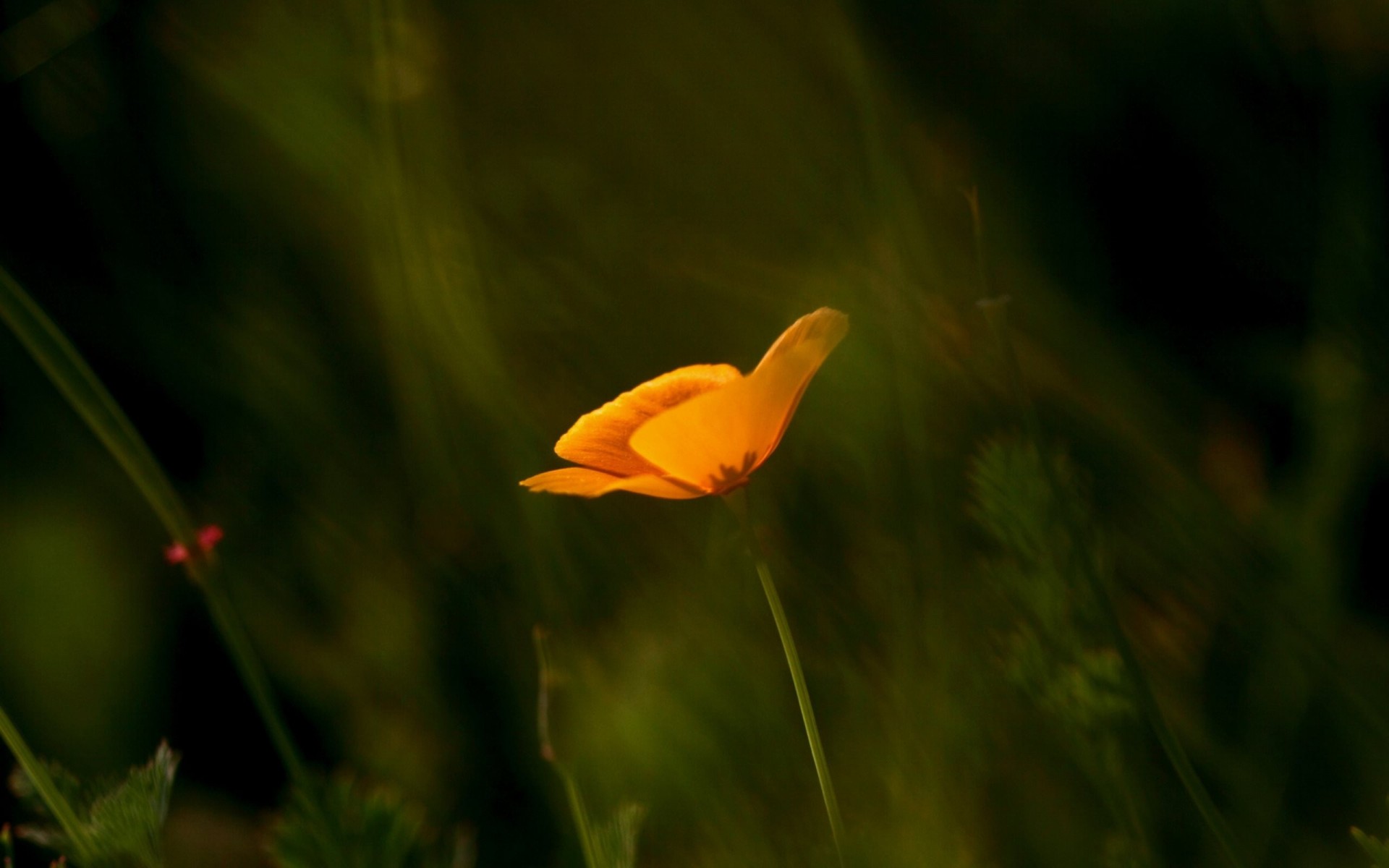 california orange blur blur mac macro focu