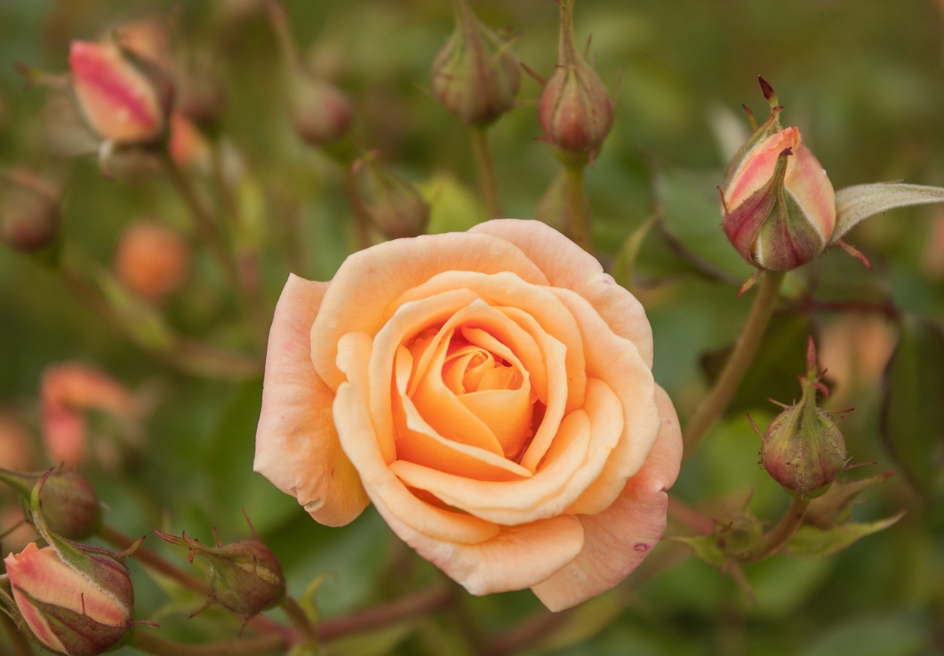 macro rosa brotes