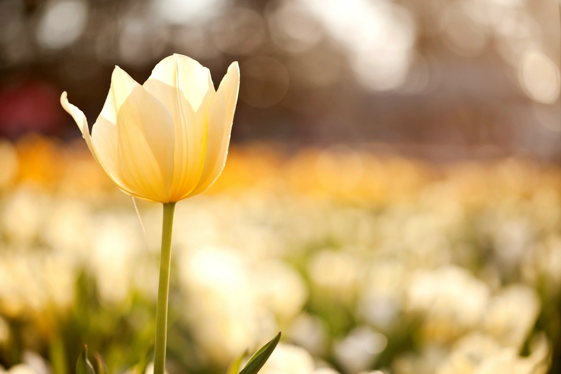 kwiat tulipan natura bokeh kwiaty rozmycie żółty makro pole cytryna