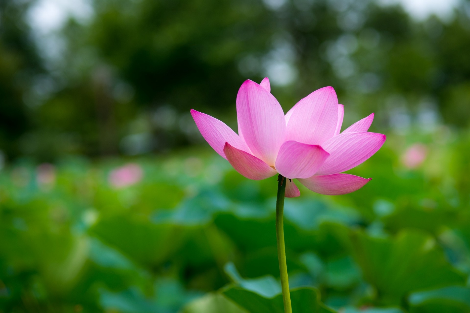 flower petals close up pink focu