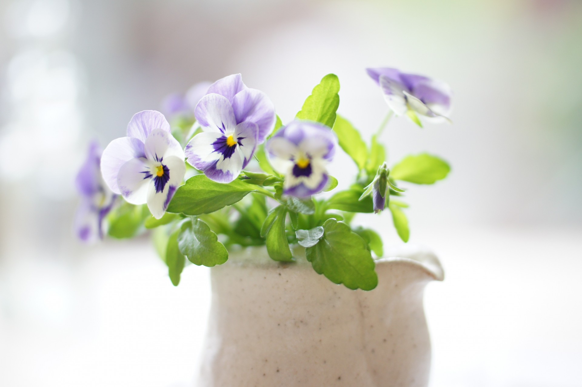 bouquet soleggiato viola viole del pensiero