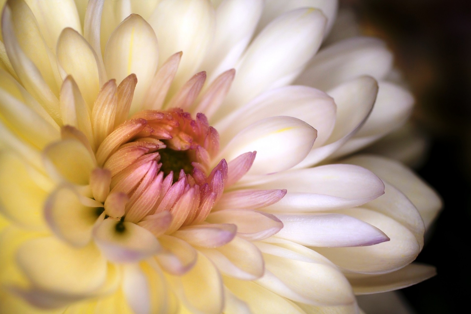 gros plan blanc fleur pétales chrysanthème