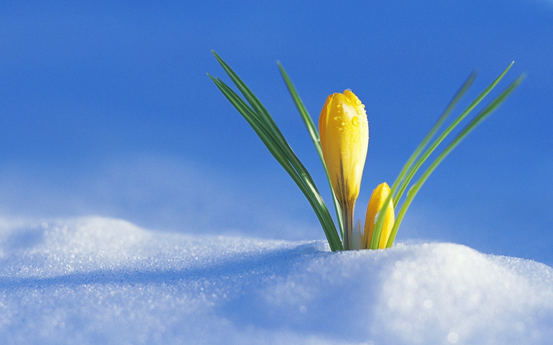 sol púrpura nieve primavera prímulas