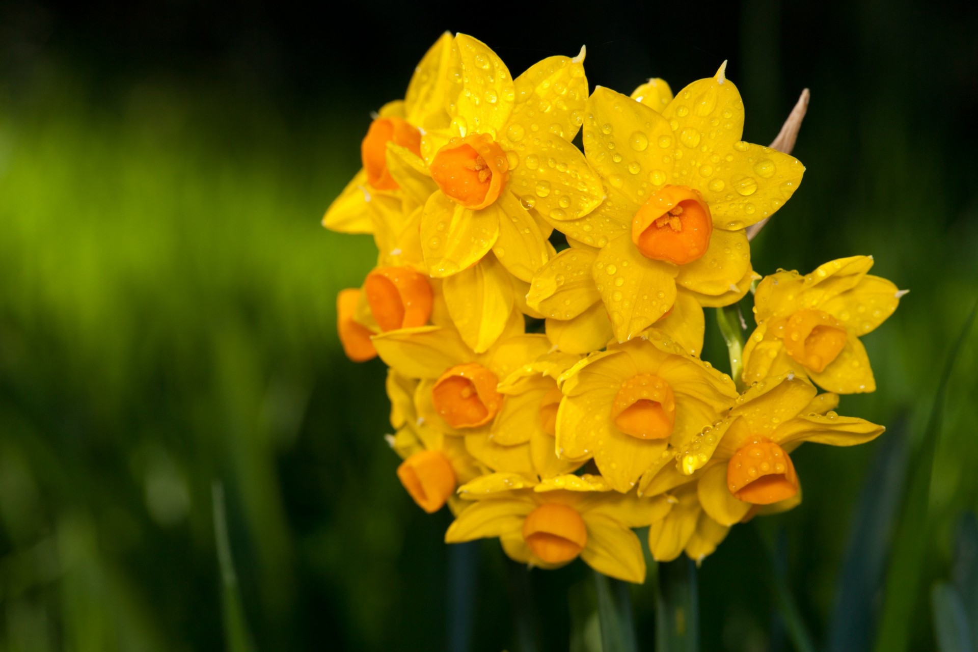 falls green bouquet yellow blur water daffodils wet petal