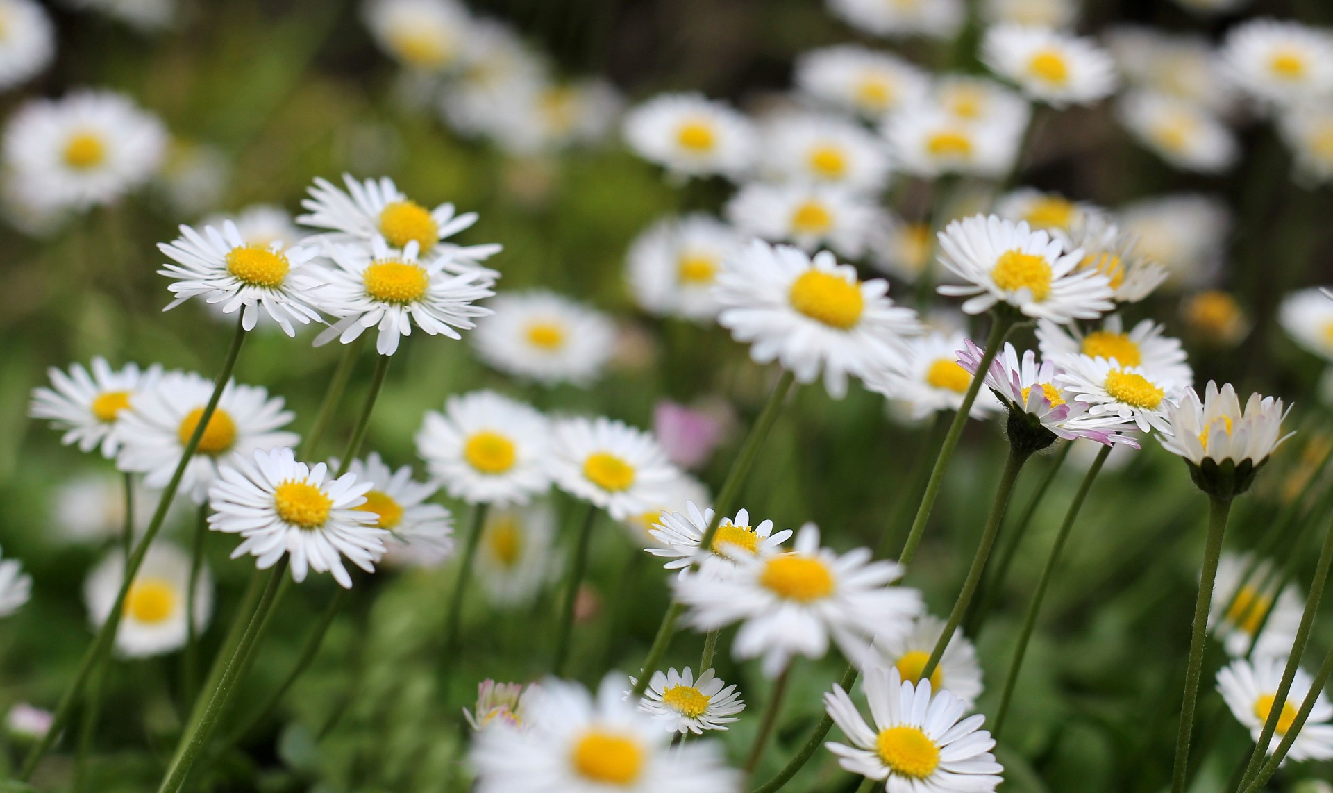 blumen blume grün gänseblümchen hintergrund tapete