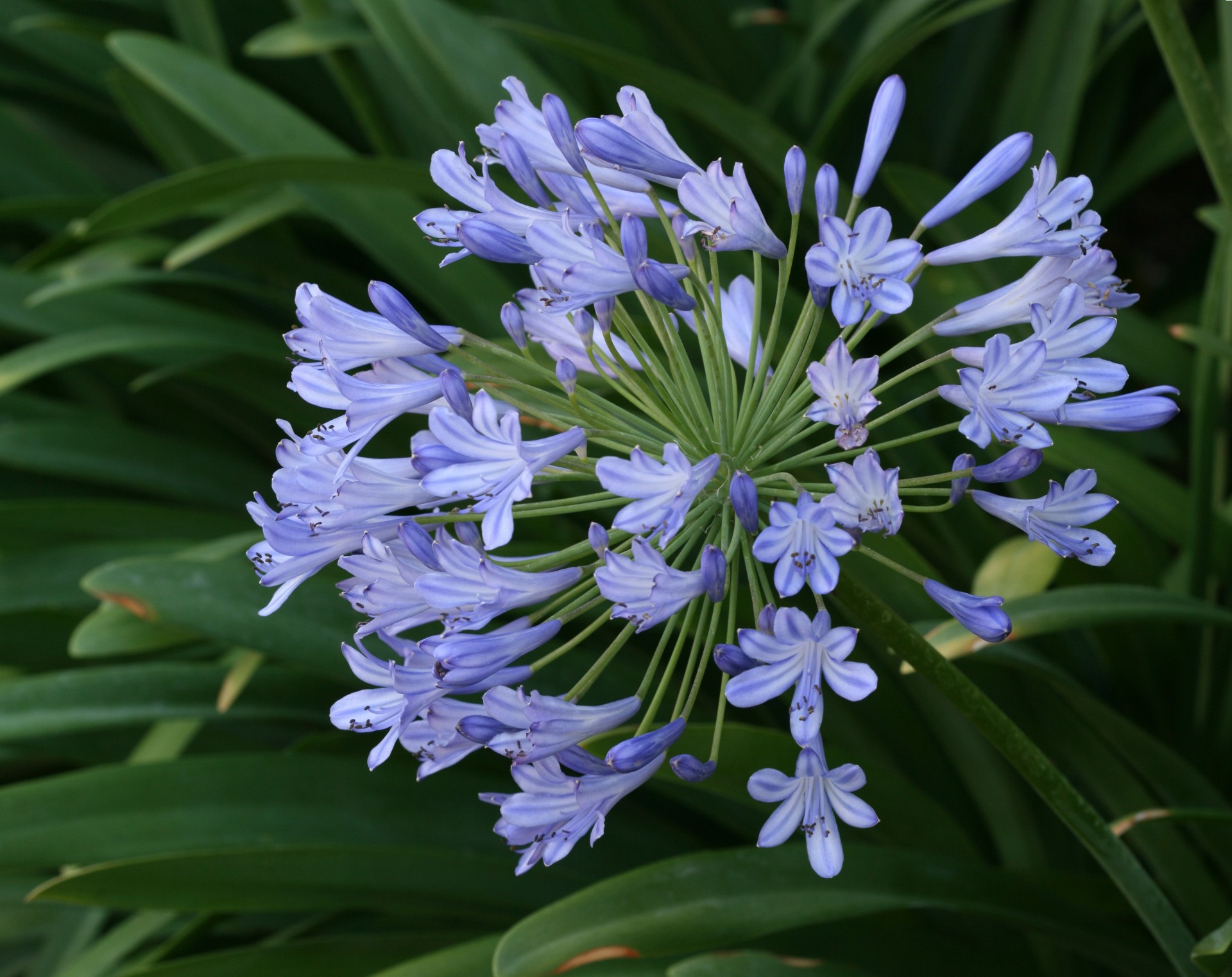 parapluie fleurs. fleurs agapandus