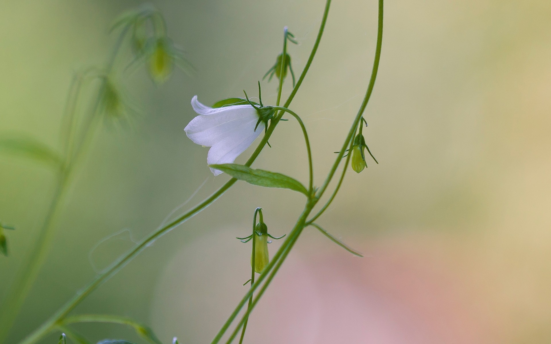 the field flower bell