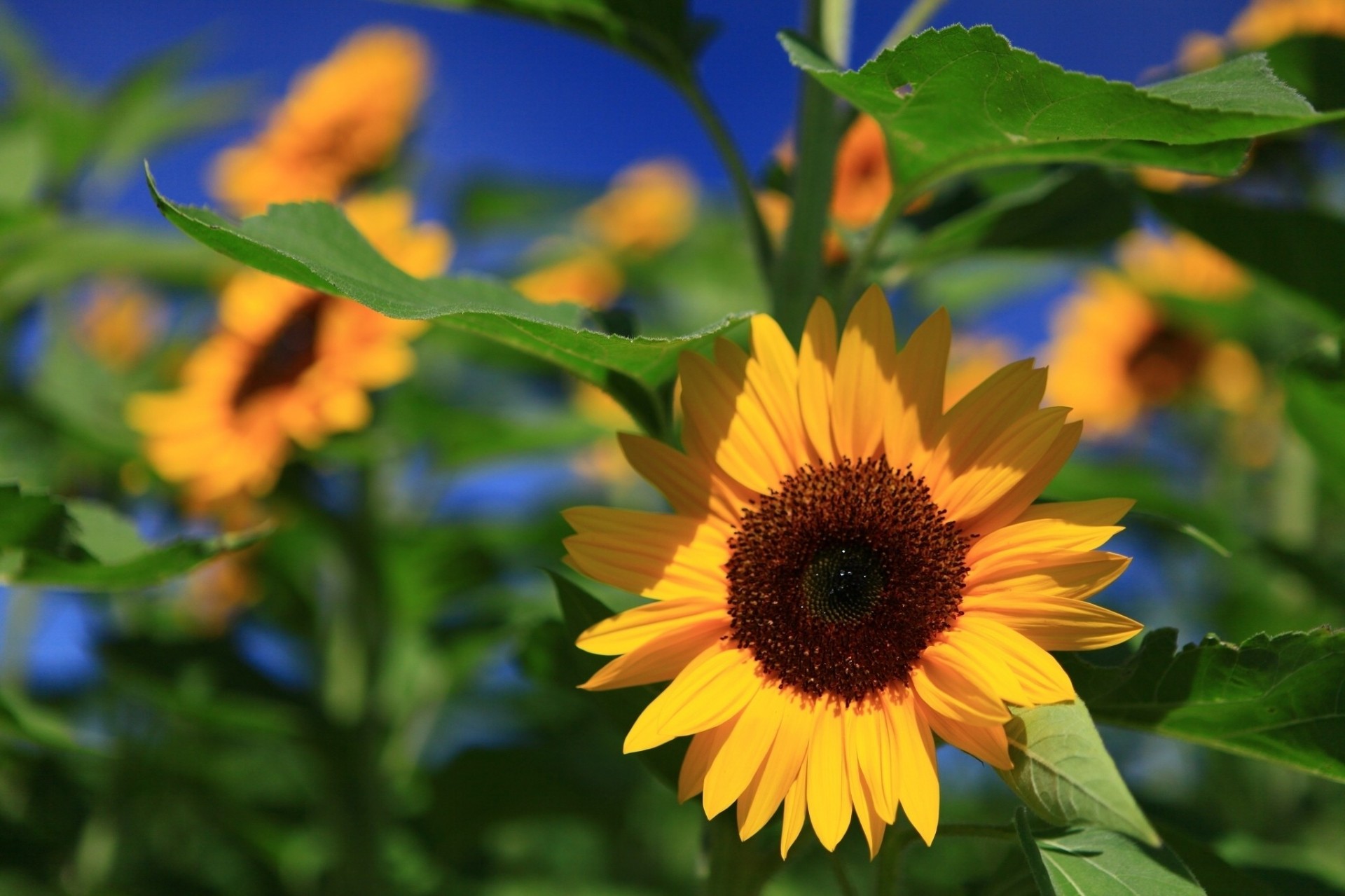 hoja sandía girasol