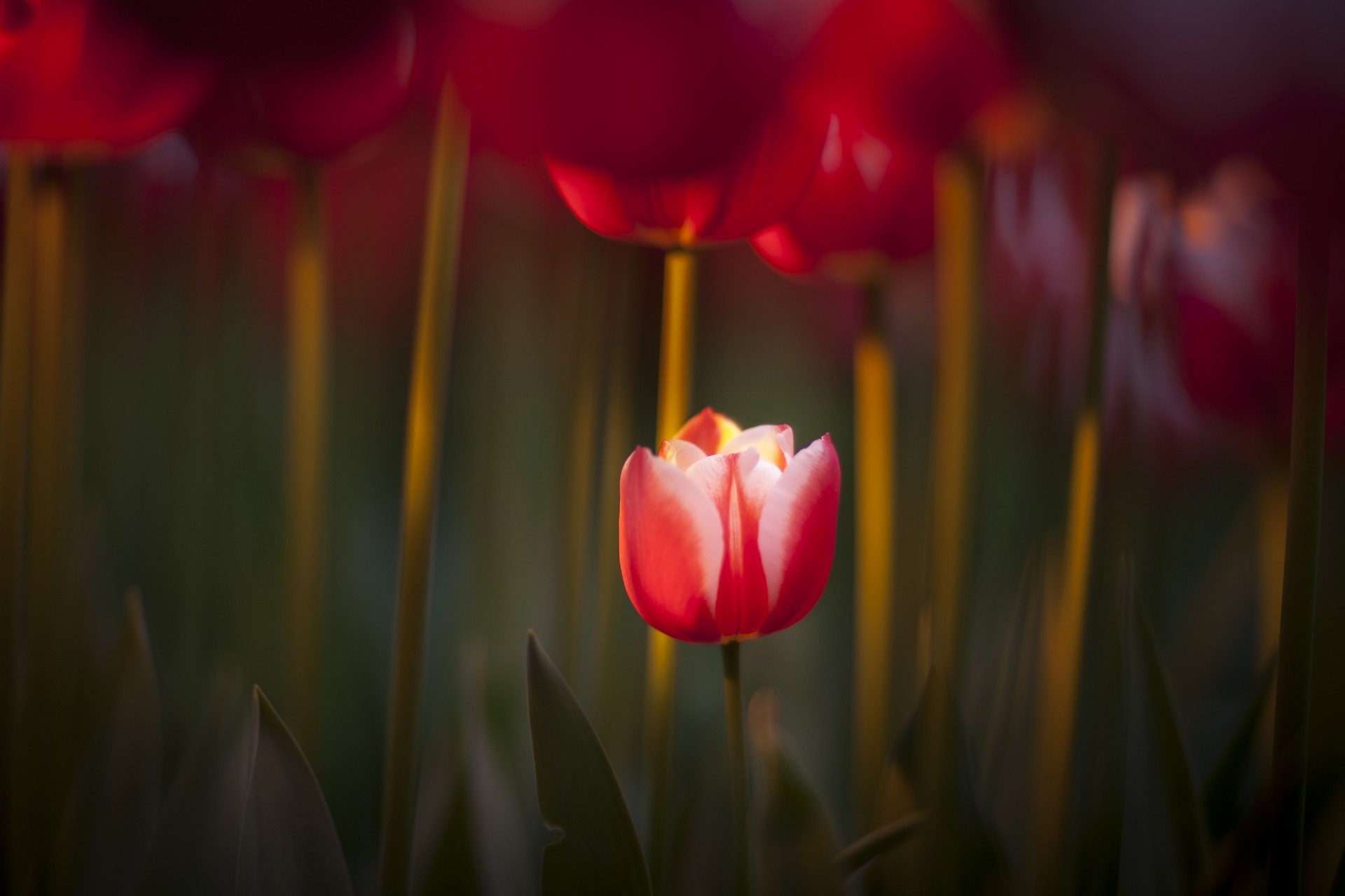 nature rouge mise au point printemps tulipes