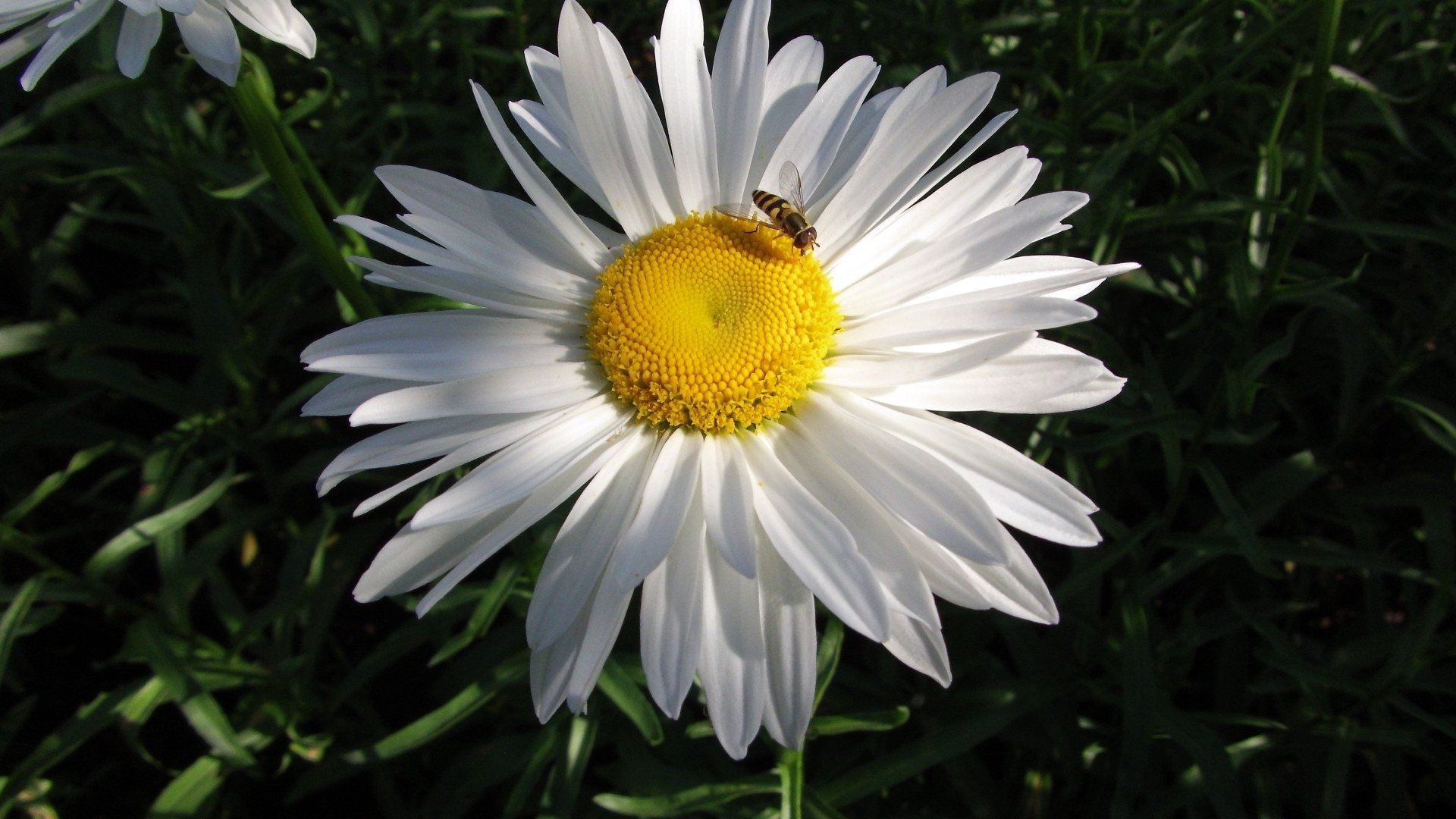 flor margarita