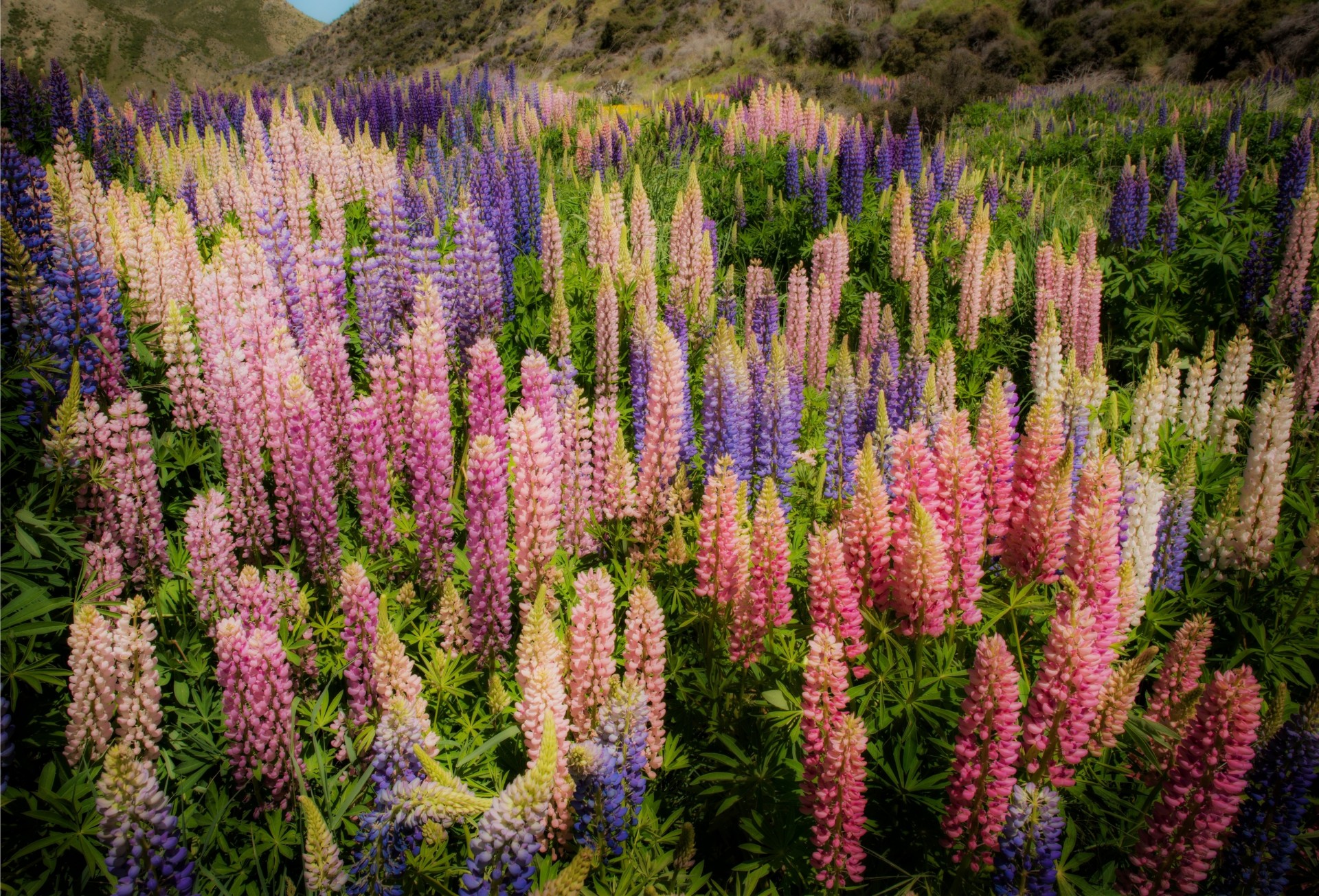 lupin nueva zelanda