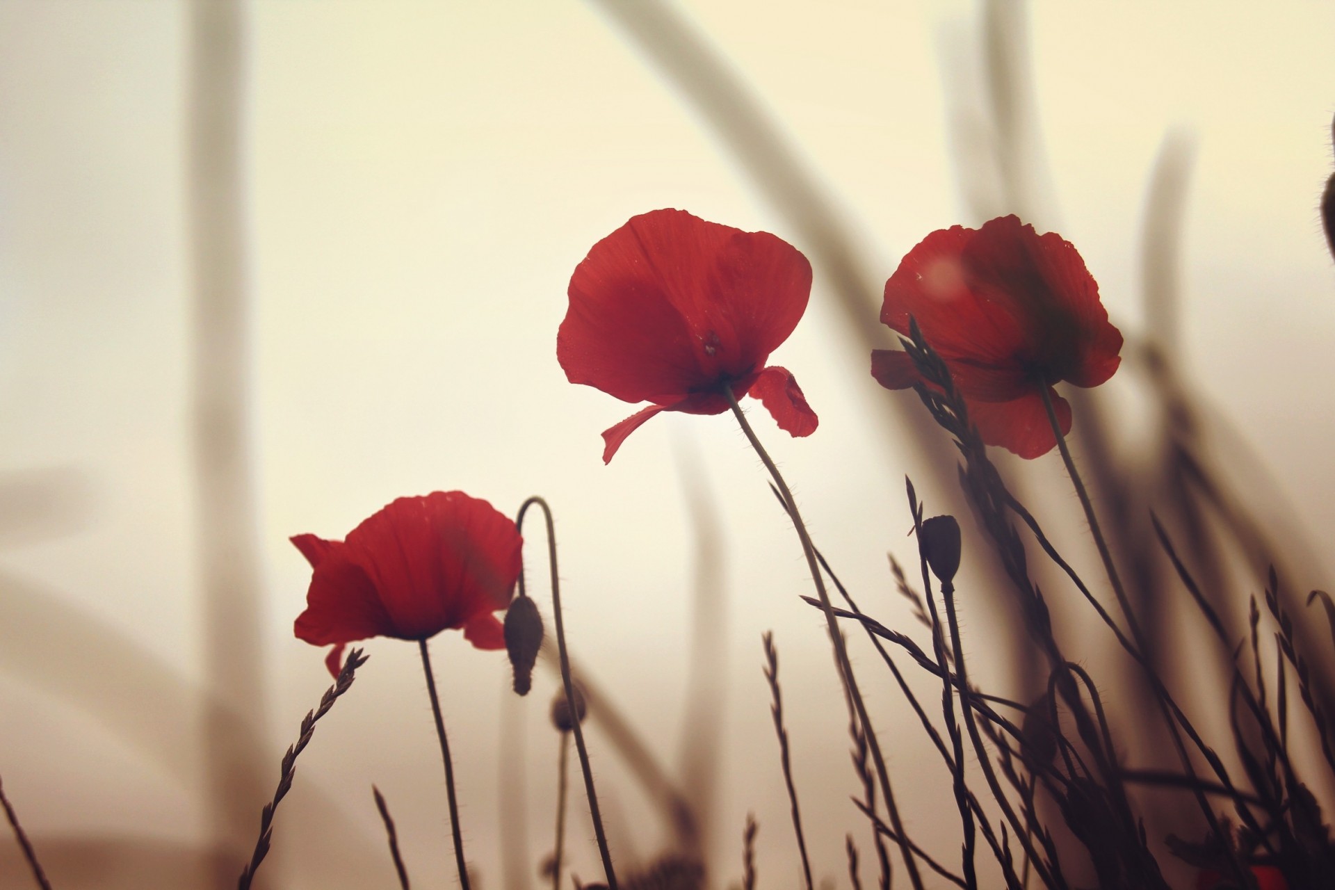 poppies flower red