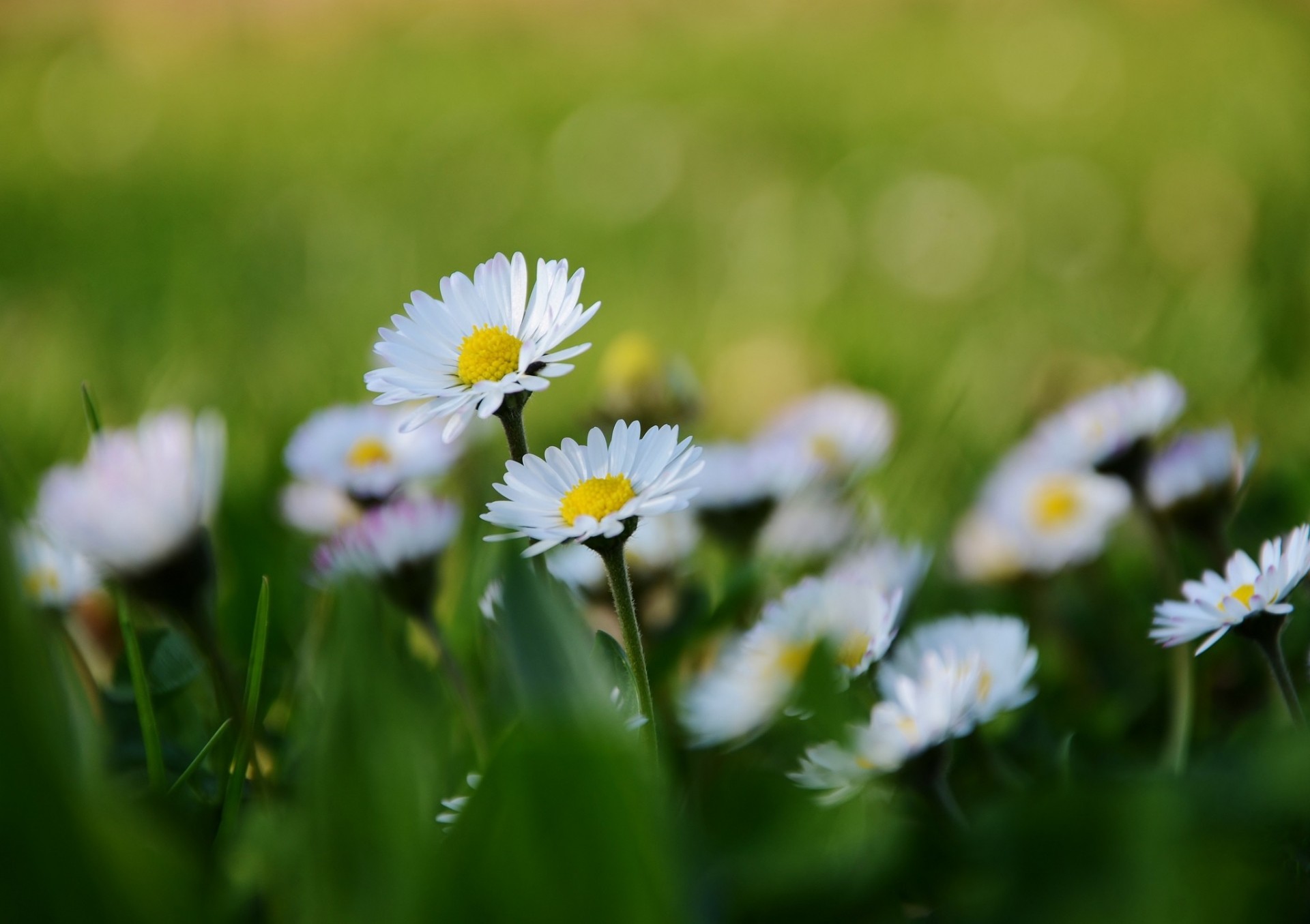 blumen unschärfe gänseblümchen makro weiß blütenblätter