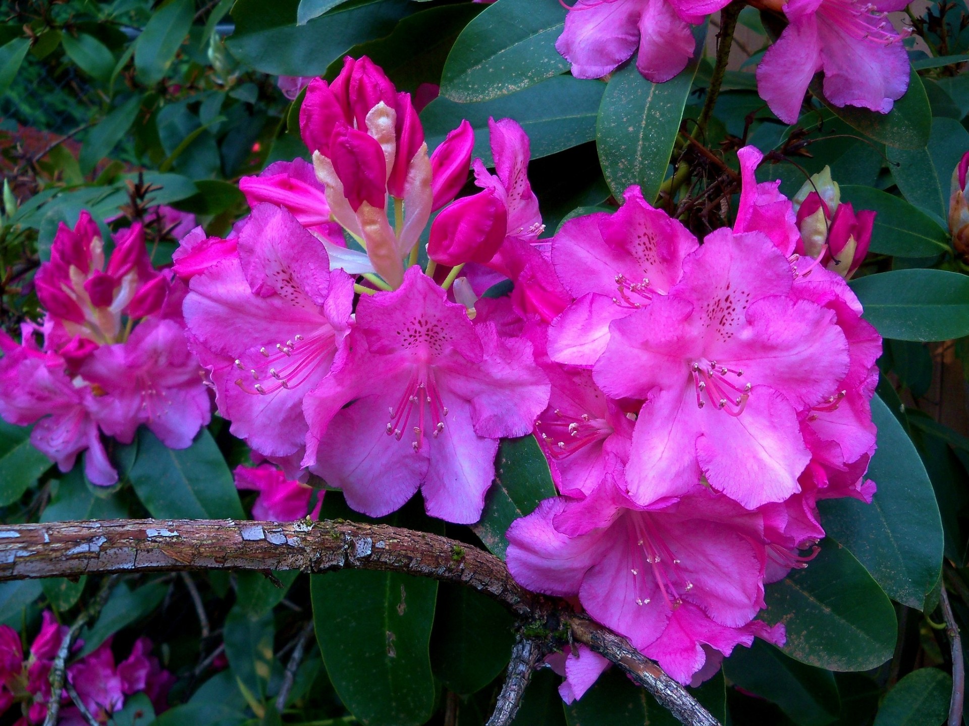 rhododendrons bourgeons branche