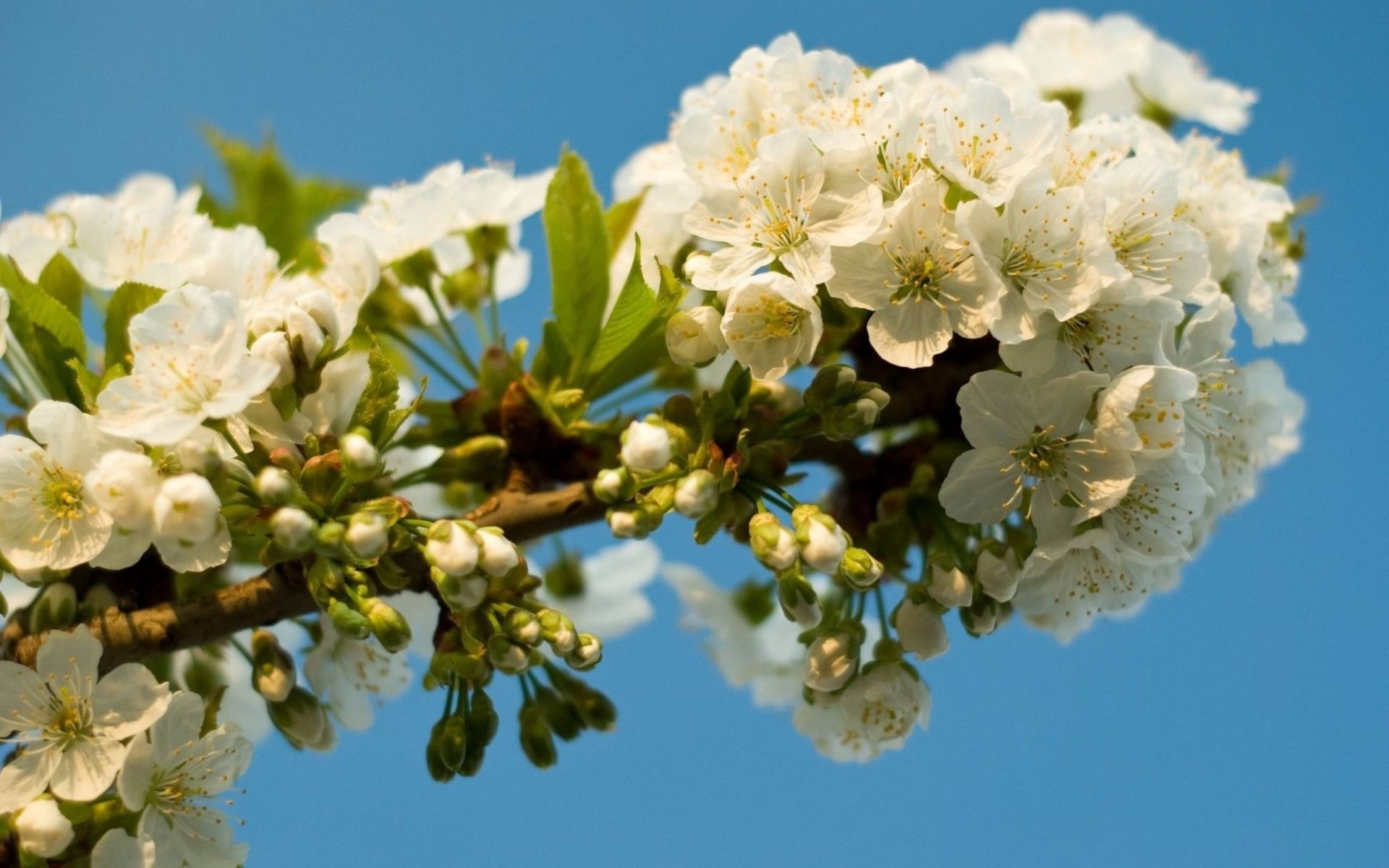 sakura zweig blüte