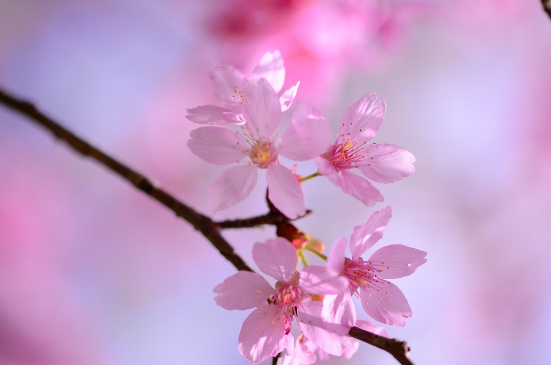 pring flowers flower sakura