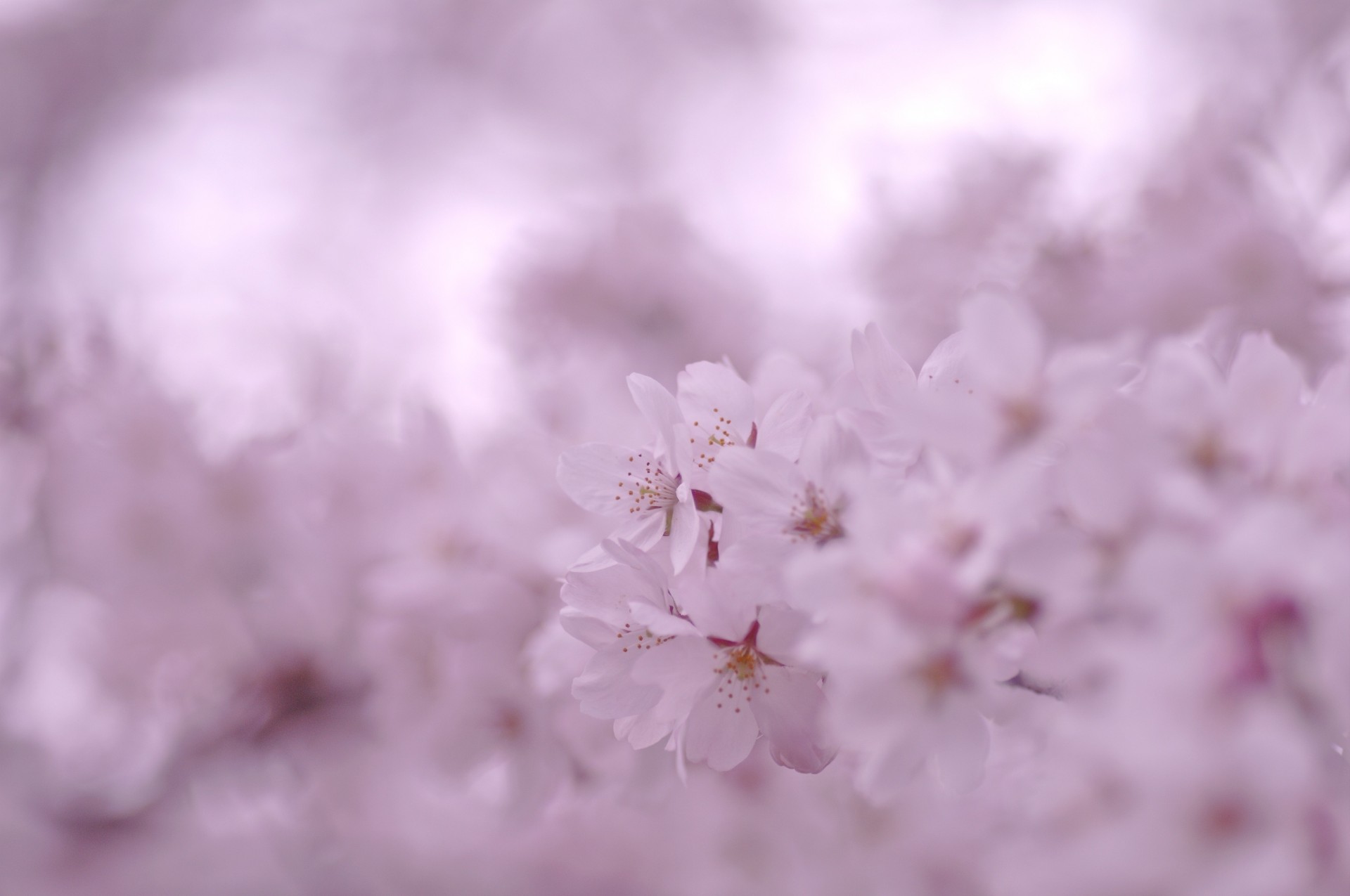 flores rama floración sakura primavera pétalos