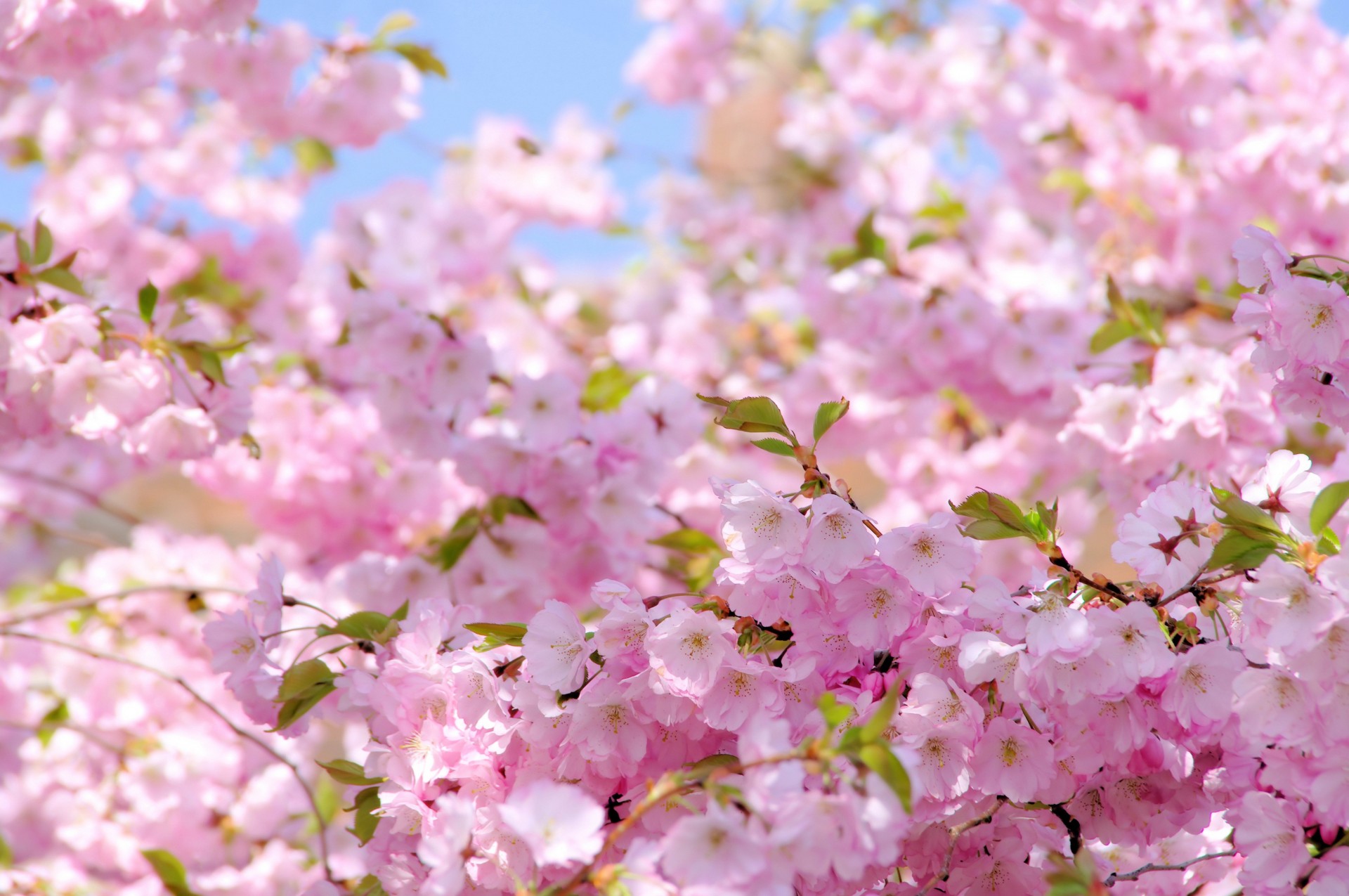 soleil floraison printemps sakura