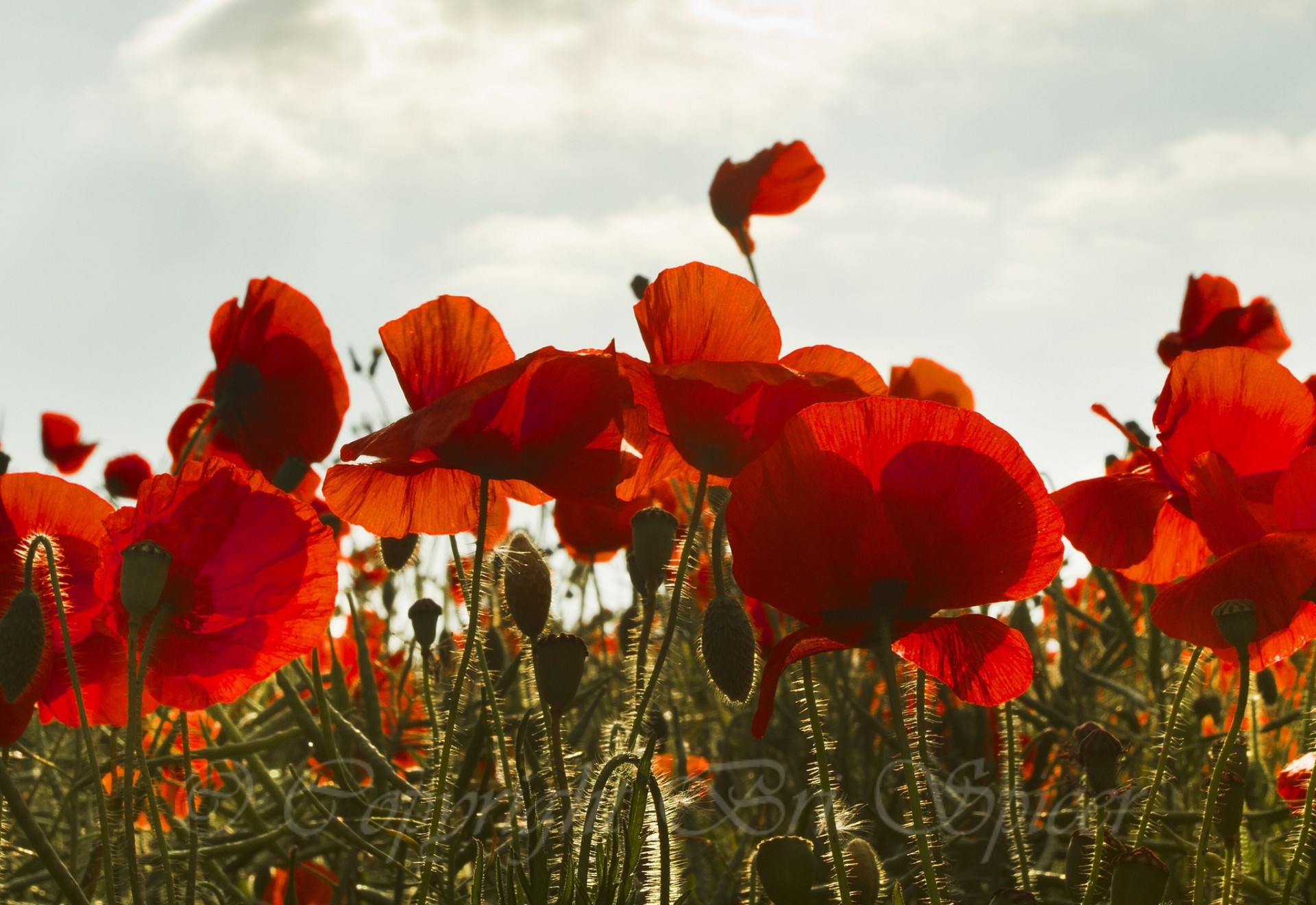 champ ciel coquelicots bourgeons rouge