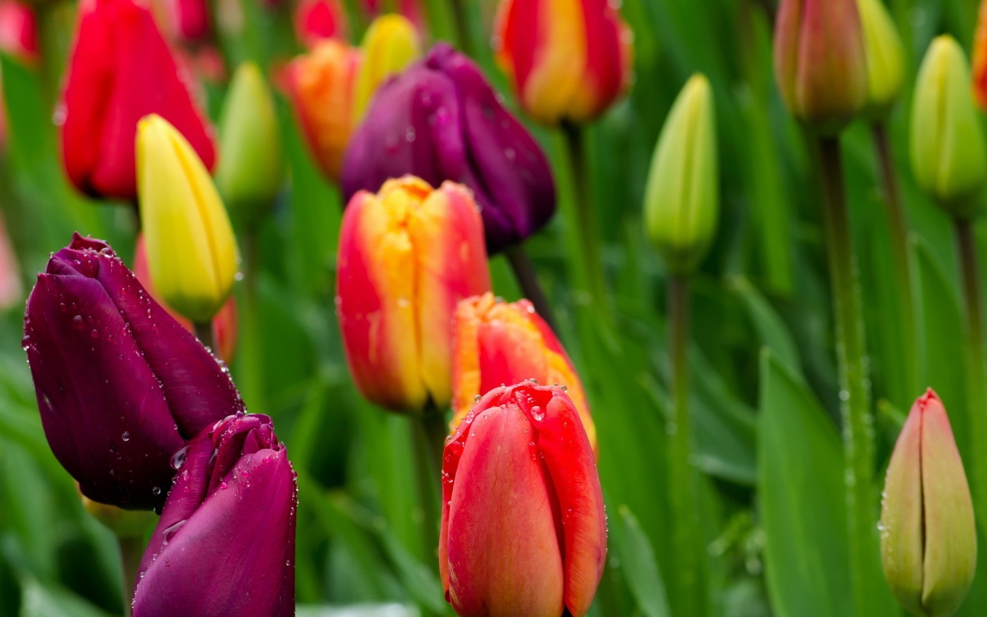 nature fleurs tulipes