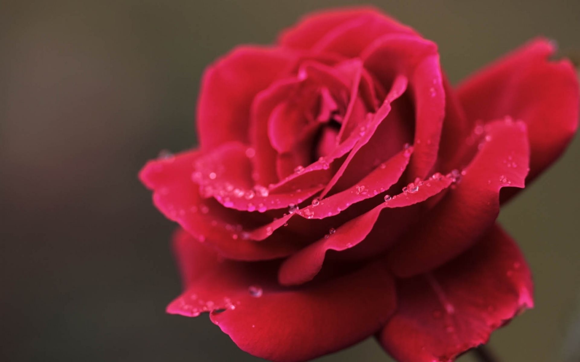 rose fleur pétales bourgeon