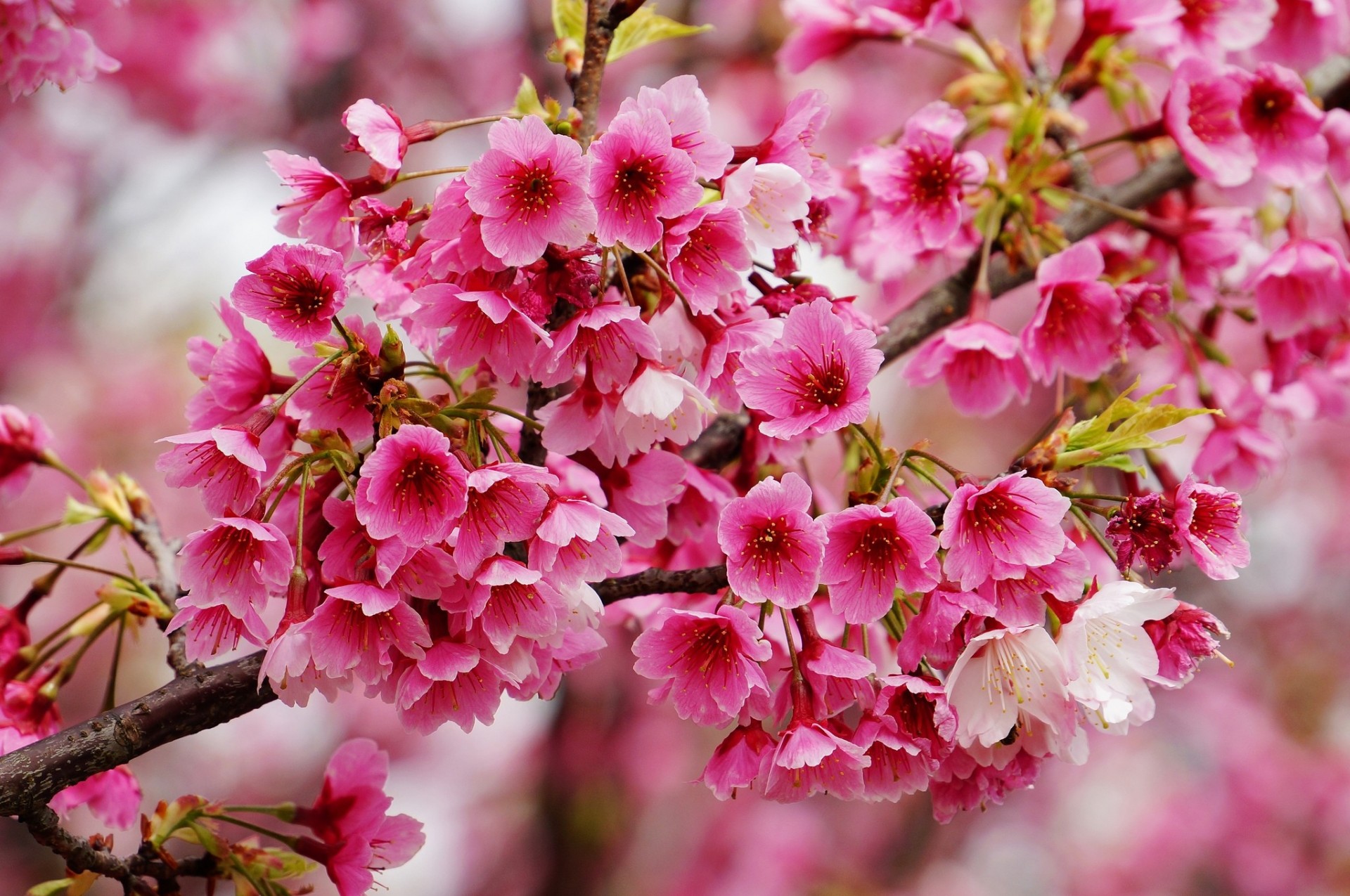 makro zweig frühling blüte sakura