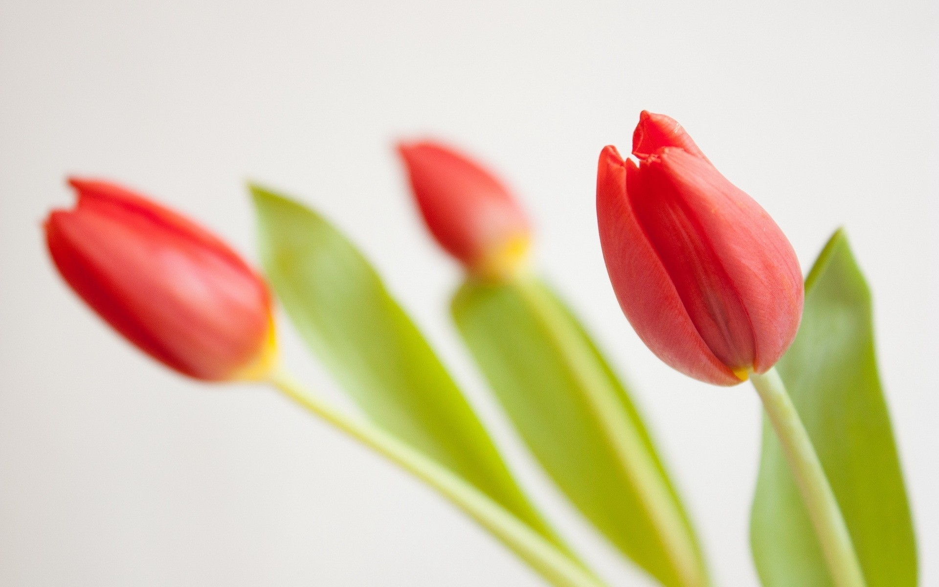 sfondo fiori tulipani