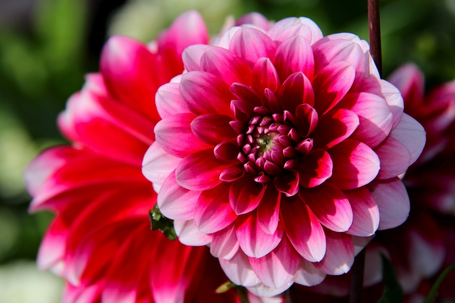 dahlia close up bokeh