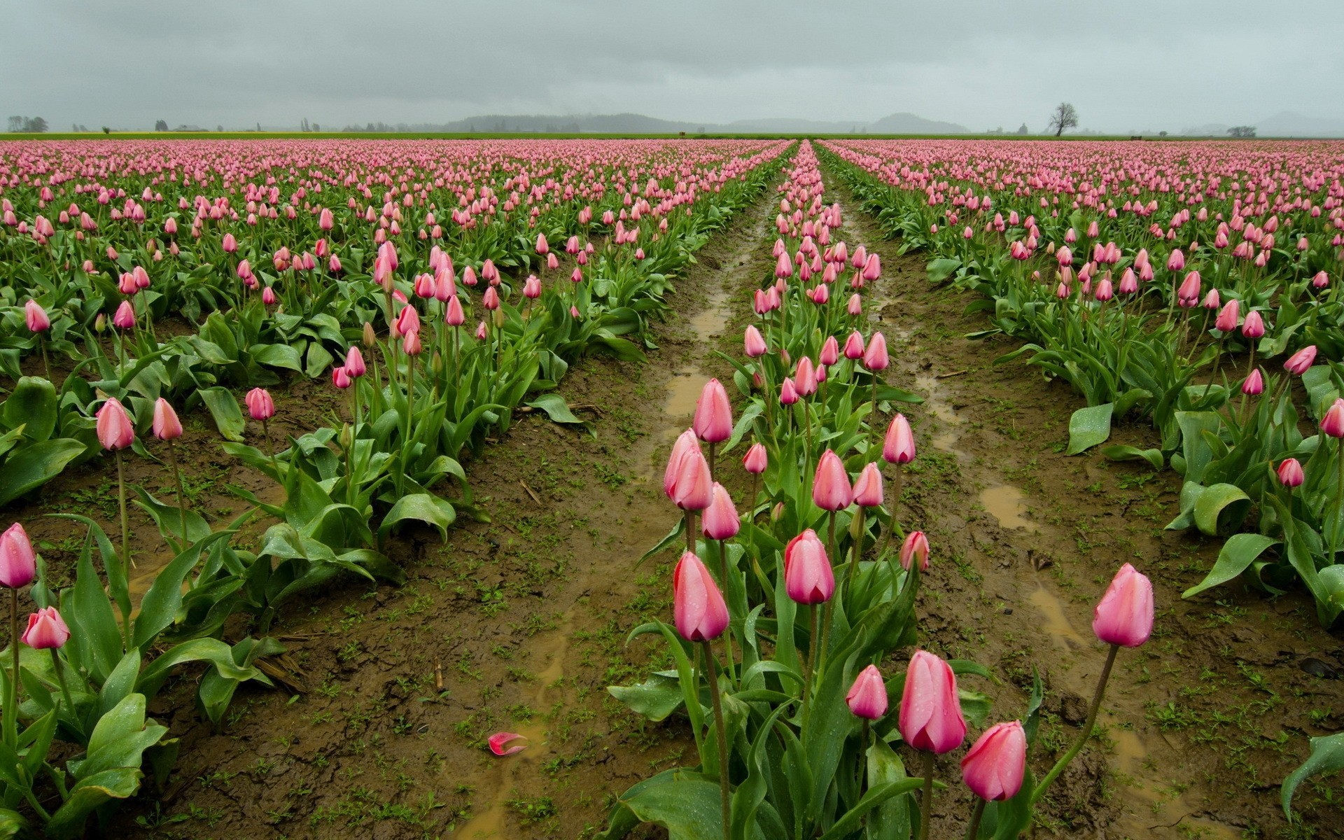 champ fleurs tulipes