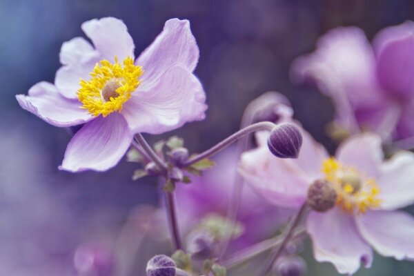 Fiori lilla su sfondo sfocato