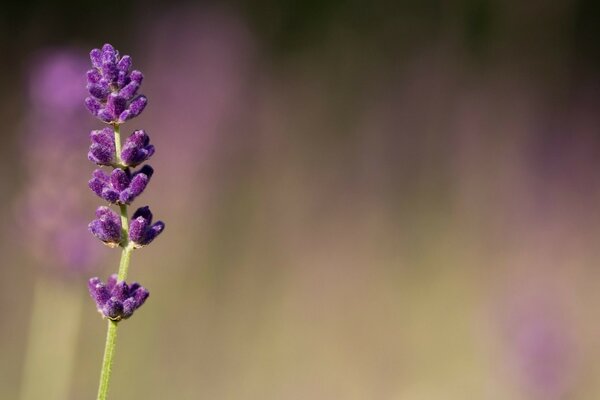 Purple flower on a blurry background