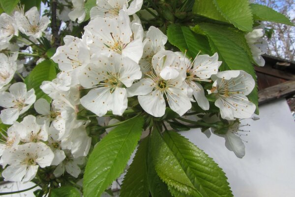 Foto de flor de cerezo en primavera