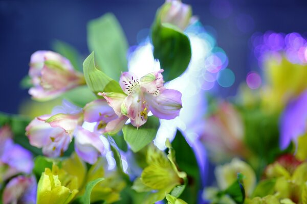 Beautiful spring flowers and leaves