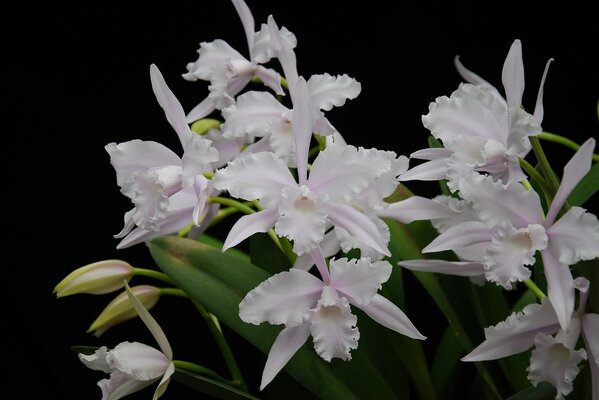 Weiße Orchideen auf schwarzem Hintergrund